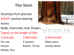 The Stem