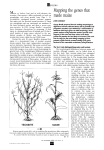 Mapping the genes that made maize