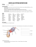 Muscular System Review Guide
