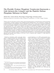 The Plastidic Pentose Phosphate Translocator