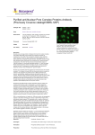 Purified anti-Nuclear Pore Complex Proteins Antibody