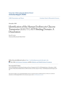 Identification of the Human Erythrocyte Glucose Transporter (GLUT1