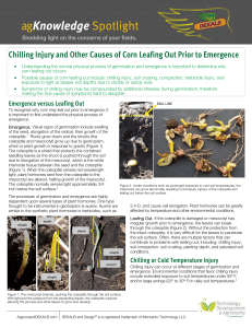 Chilling Injury and Other Causes of Corn Leafing Out