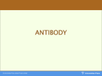 antibody - Yengage