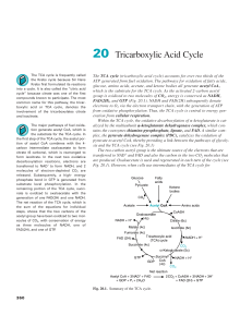 20 Tricarboxylic Acid Cycle