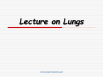 Lungs - Assignment Point