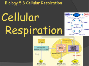 Biology 5.3 Cellular Respiration