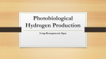 Photobiological Hydrogen Production