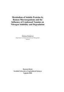 Metabolism of Soluble Proteins by Rumen Microorganisms and the