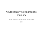 Neuronal correlates of spatial memory