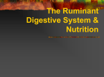 The Ruminant Digestive System