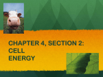 CHAPTER 4, SECTION 2: CELL ENERGY