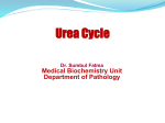 10-Urea cycle
