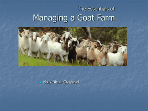 The Essentials of Managing a Goat Farm