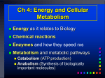 Ch 4: Cellular Metabolism