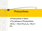 Chapter 10-Photosynthesis