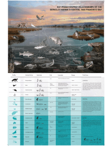 food web and chart for poster print 8-14