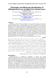 Phenotypic and Molecular Identification of Bifidobacterium sp