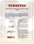 Termites - Flick Pest Control