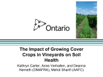 The Impact of Growing Cover Crops in Vineyards on Soil Health