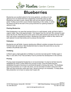 Blueberries - Hunters Garden Centre