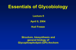 Essentials of Glycobiology Lecture 6 (7) April 7th. (9) 1998 Ajit Varki