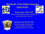 Bacterial Cold Water Disease Salmonids