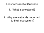Importance of Wetlands: Water Filtration
