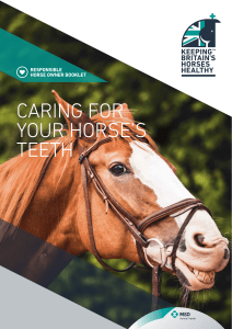 caring for your horse`s teeth - Keeping Britains Horses Healthy