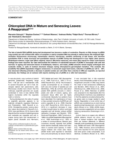 Chloroplast DNA in Mature and Senescing Leaves: A