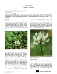 white clover Trifolium repens L. - Alaska Center for Conservation