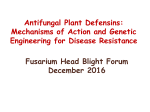 Antifungal Plant Defensins - US Wheat and Barley Scab Initiative