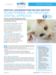 Feline Perineal Urethrostomy ventral aPProach