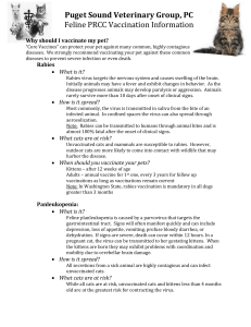 Vaccinations – Cats - Puget Sound Veterinary Group