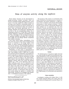 Sites of enzyme activity along the nephron