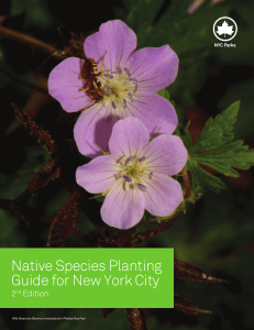 Native Species Planting Guide for New York City