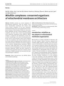 Mitofilin complexes: conserved organizers of mitochondrial