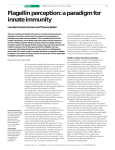 Flagellin perception: a paradigm for innate immunity