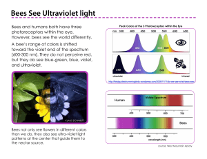 Bees See Ultraviolet light