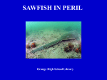 SAWFISH IN PERIL