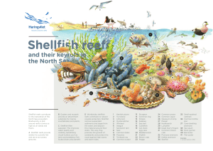 Factsheet shellfish reefs