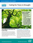 Caring for Trees in Drought