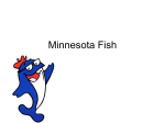 Minnesota Fish