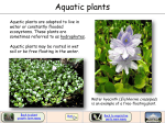 Aquatic plants