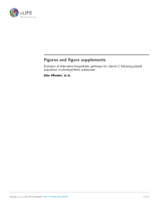 Evolution of alternative biosynthetic pathways for vitamin C following