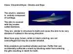 Class: Chondrichthyes - Sharks and Rays The shark`s skeleton is