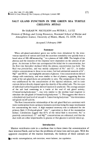 salt gland function in the green sea turtle chelonia mydas