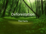 Deforestation - ParadiseIsland