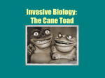 The Cane Toad