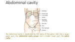 Abdominal cavity